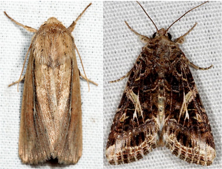 Phragmites wainscot (left) and fall armyworm (right) moths.